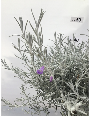 EREMOPHILA NIVEA