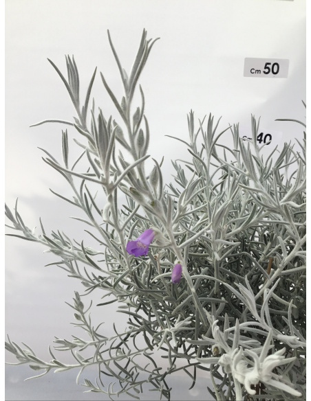 EREMOPHILA NIVEA