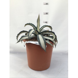 AGAVE AMERICANA