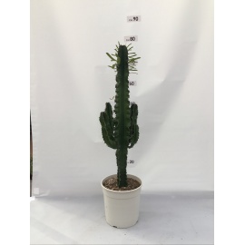 PIANTA GRASSA EUPHORBIA  V.5,5CM 