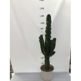 PIANTA GRASSA EUPHORBIA ERITREA