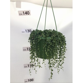 PIANTA GRASSA EUPHORBIA ERITREA