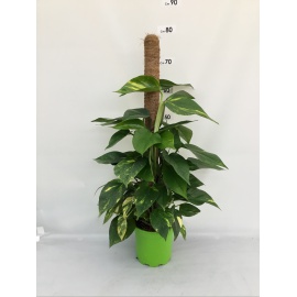 SCINDAPSUS AUREUS BASKET 