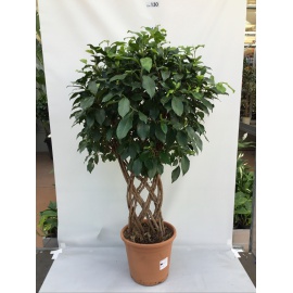 FICUS AD ALBERELLO V.45 H.150 CM 