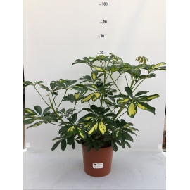 SCHEFFLERA 