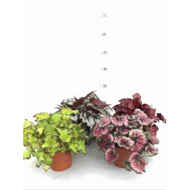 BEGONIA ELATIOR V.14