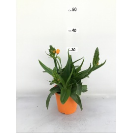 BEGONIA ELATIOR V.14