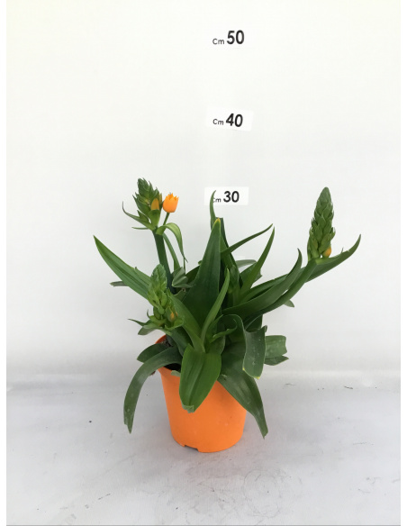 BEGONIA ELATIOR V.14