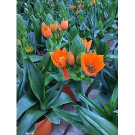 BEGONIA ELATIOR V.14 2