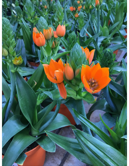 BEGONIA ELATIOR V.14