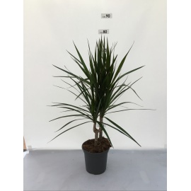 DRACENA MARGINATA V.17