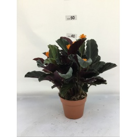 CALATHEA CROCATA V.14