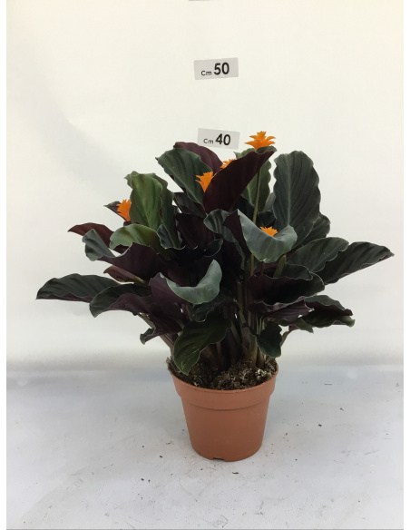 CALATHEA CROCATA V.14