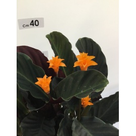 CALATHEA CROCATA V.14 2