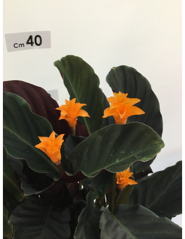 CALATHEA CROCATA V.14