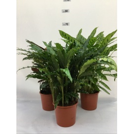 CALATHEA TRIOSTAR V.19