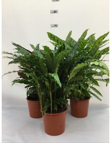 CALATHEA TRIOSTAR V.19