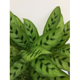 CALATHEA TRIOSTAR V.19 2