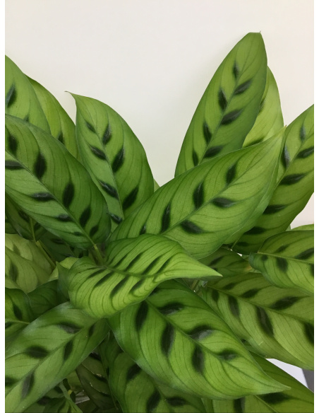 CALATHEA TRIOSTAR V.19