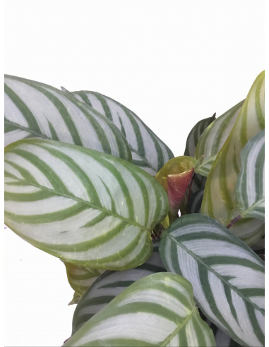CALATHEA TRIOSTAR V.19