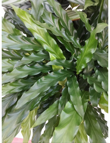 CALATHEA TRIOSTAR V.19