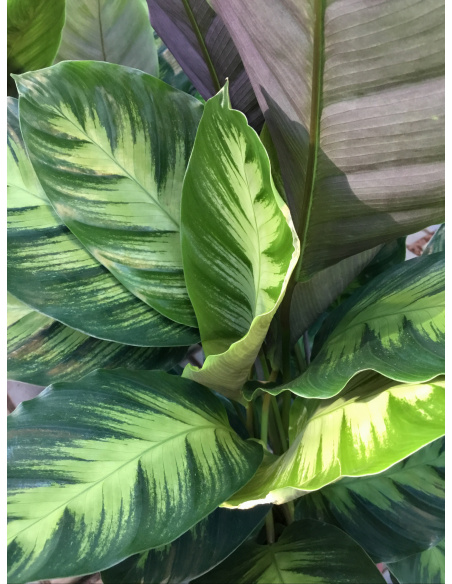 CALATHEA TRIOSTAR V.19