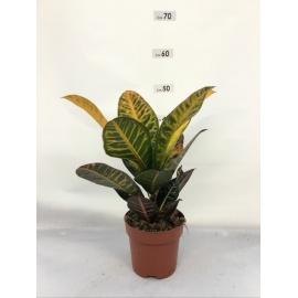 CROTON V.19 MISTI