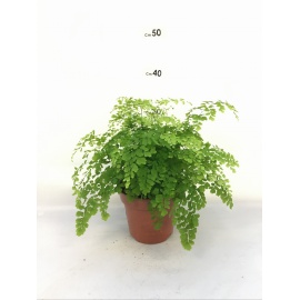 ADIANTUM CAPILLUS VENERIS FRAGRANS V.12