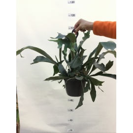 SCINDAPSUS AUREUS BASKET 