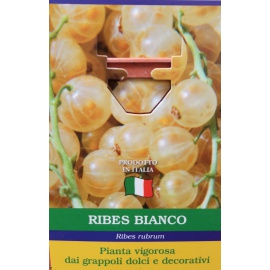 RIBES BIANCO