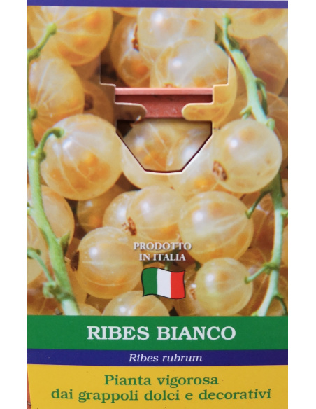 RIBES BIANCO