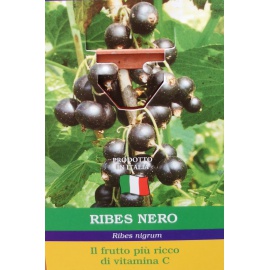 RIBES BIANCO