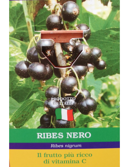 RIBES BIANCO