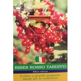 RIBES NERO