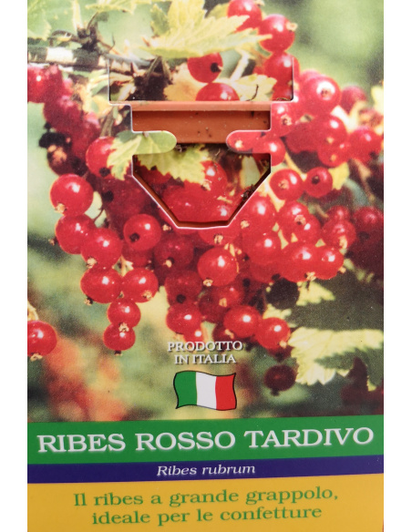RIBES NERO