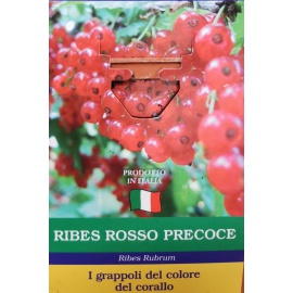 RIBES ROSSO TARDIVO