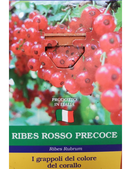 RIBES ROSSO TARDIVO
