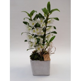 DENDROBUM BIANCO CON CUBO 