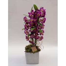 DENDROBUM FUXSIA CON CUBO 