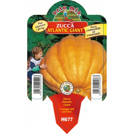 ZUCCA TONDA DELICA H424