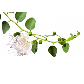 MENTUCCIA ROMANA O NEPETELLA