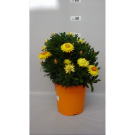 ELICRISO BRACTEATUM - FIORE DI CARTA