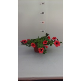 SURFINIA BLU VASO 14