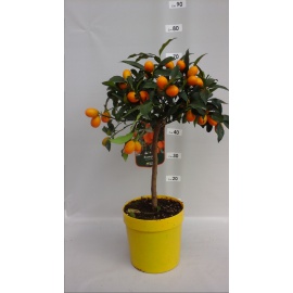 KUMQUAT