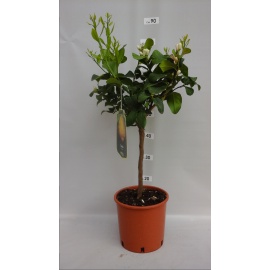 CLEMENTINO CITRUS CLEMENTINA