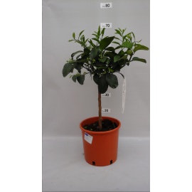 POMPELMO GIALLO  CITRUS PARADISI