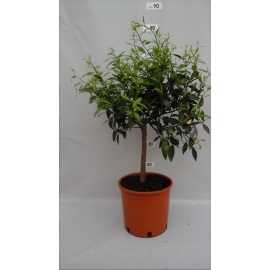 MANDARINO CITRUS RETICULATA