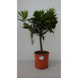 ARANCIO CITRUS SINENSIS