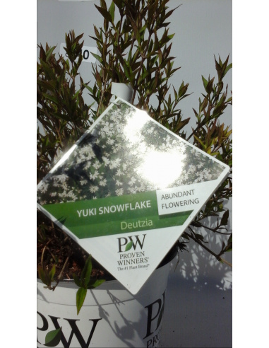 DEUTZIA 