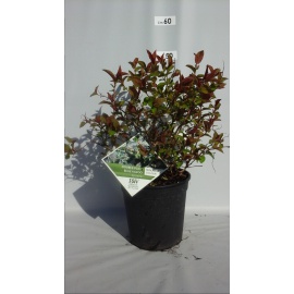 SPIREA JAPONICA CRISPA 